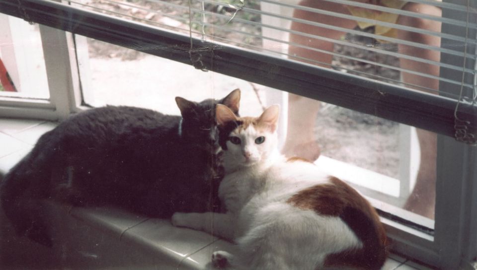 A dark gray cat and a white-and-orange cat lying together on a tiled windowsill.