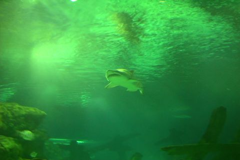 1995 Ford Taurus - This is our largest shark. Jessie, she's a sand tiger, 8 and a half feet long! bad ass!