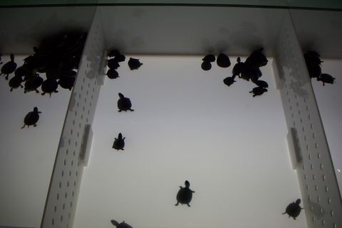 1995 Ford Taurus - Some baby turtles.