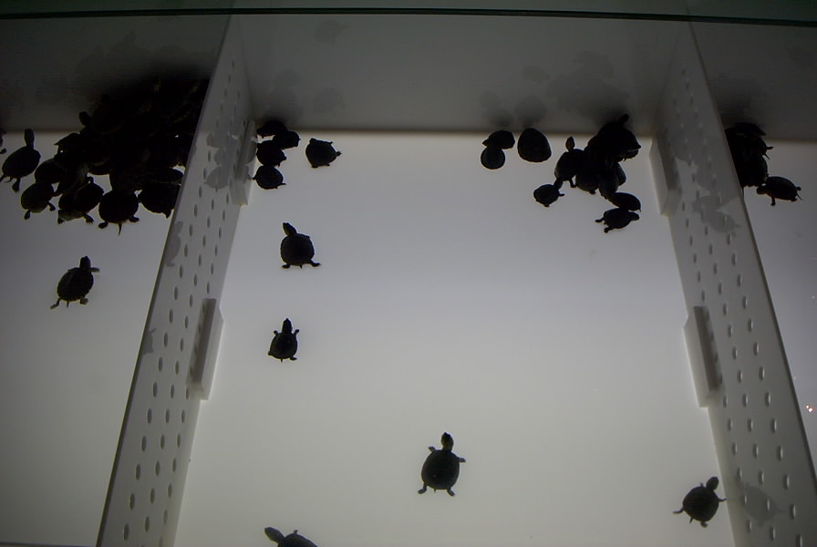 Some baby turtles.