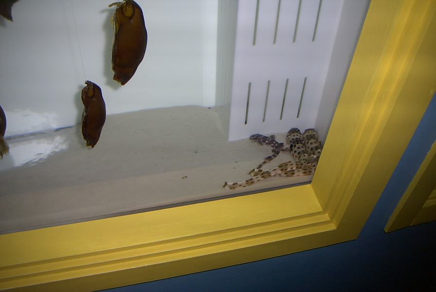 Shark pups,  and those are eggs in the top left corner,  these ones are Whits spotted bamboo sharks, eppulote (spelling) and coral cats.  we also have the worlds largest collection of these too I belive.