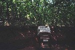 1979 Ford Bronco - An SUV is seen from behind, surrounded by dense foliage.
