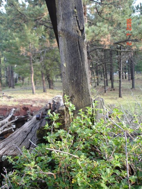 1984 Ford Bronco - A rustic scene an old wooden post and surrounding vegetation, with a date stamp in the corner.