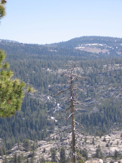 1994 Ford Bronco - A dead tree stands prominently in a vast forest, with mountains and a clear sky in the background.