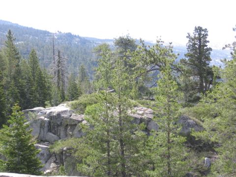 1994 Ford Bronco - A dense forest landscape with large rocks and evergreen trees dominates the view.