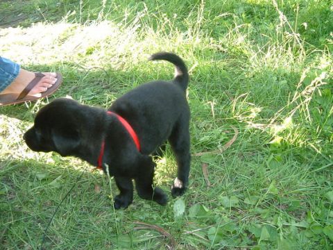 1995 Ford Probe - A black puppy with a red collar is in the grass near a person's foot. The SUPERMOTORS.NET logo is visible.