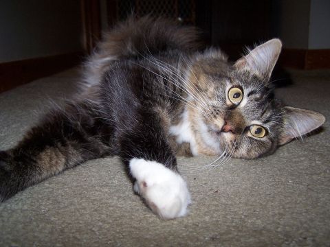 1995 Ford Probe - A domestic tabby cat with yellow eyes rests on a carpeted floor, its white paw extended.