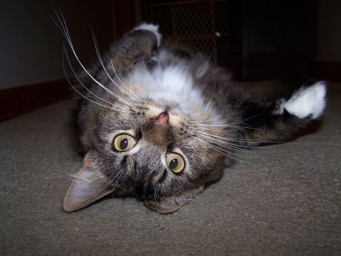 1995 Ford Probe - A cat is lying on its back on a carpeted floor, looking up with wide eyes.