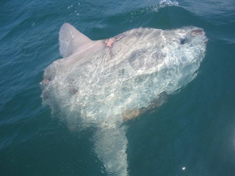 1979 Ford F-250 - A large ocean sunfish is visible just below the surface of the water.