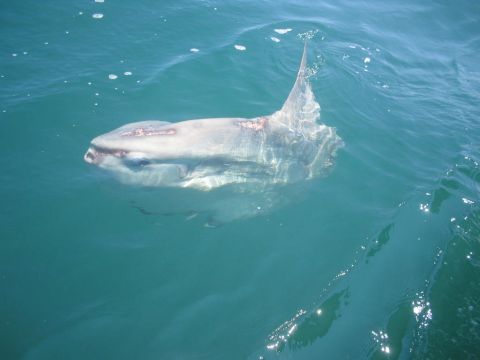 1979 Ford F-250 - A large ocean sunfish swims near the surface of the water, with a Supermotors.net watermark visible.