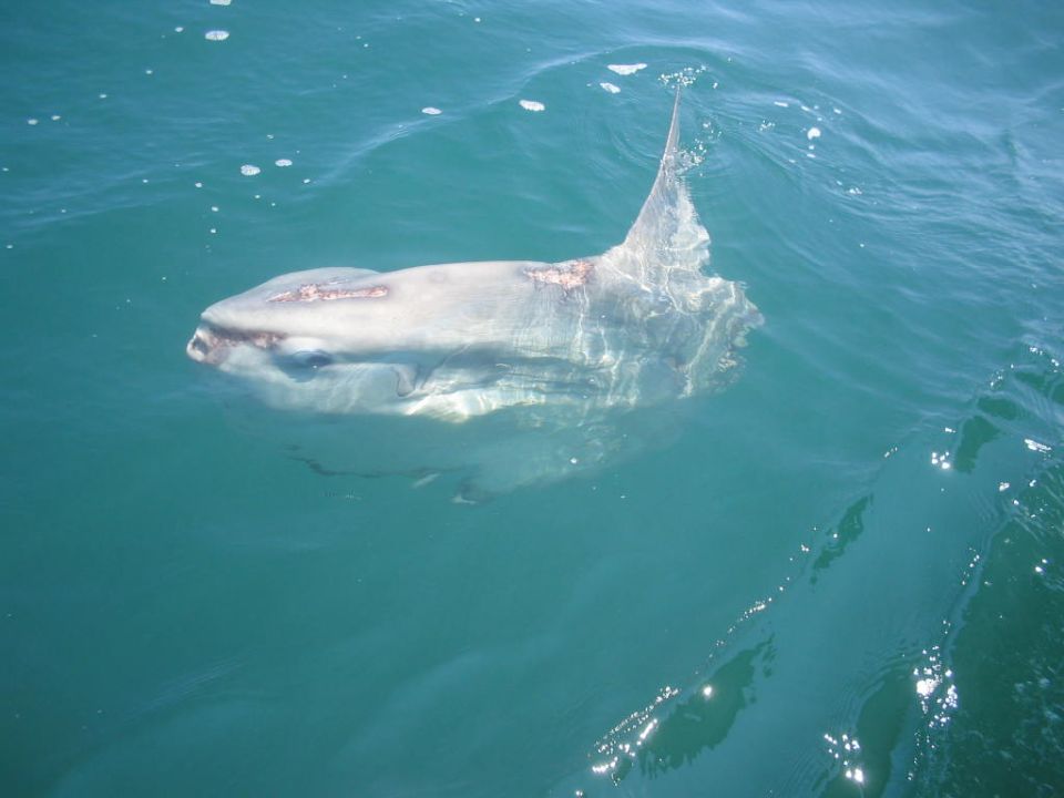 Ocean sunfish swimming in blue water