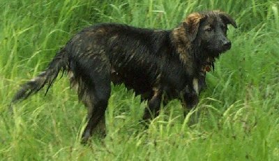 1982 Ford Customline - A Northwestern Jeepdog, very rare breed.
