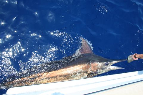 1992 Ford Bronco - A large marlin is being held by its bill next to the side of a boat in the ocean.