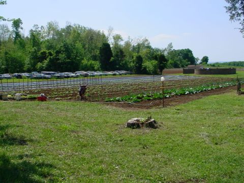 1972 Ford Ranchero - A line of vehicles is visible in the background, beyond cultivated fields.
