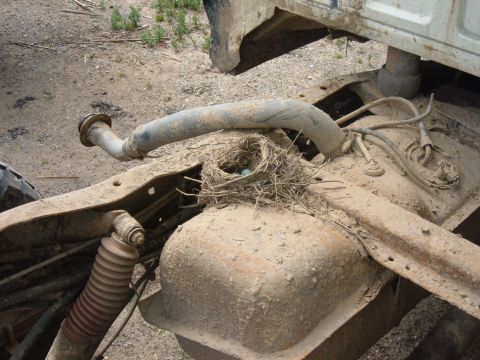 1985 Ford F-150 - A bird has built a nest with eggs on the frame of a truck, near the exhaust system.