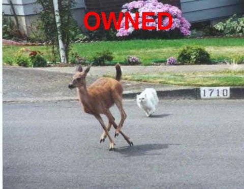 1977 Ford Mustang II - A deer and a cat are running across a residential street. Red text 'OWNED' is visible.
