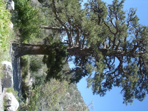 1996 Ford Bronco - A scenic view of a large pine tree extending over a rocky trail, set against a clear blue sky.
