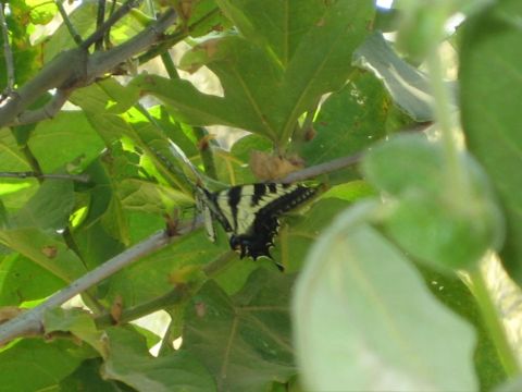 1990 Ford Bronco - black-and-yellow tiger swallowtail butterfly rests on a branch surrounded by green foliage.