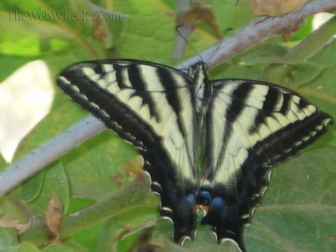 1990 Ford Bronco - tiger swallowtail butterfly with wings fully spread perches on a branch amid green and brown leaves.