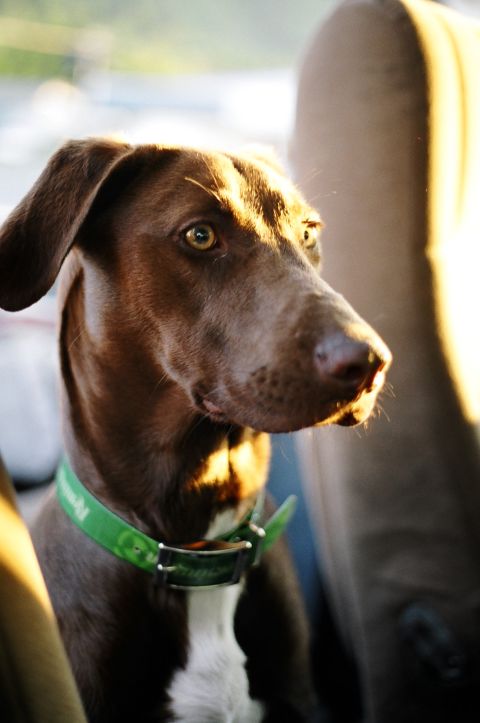 1979 Ford Bronco - A dog wearing a green collar sits in a car, illuminated by sunlight.