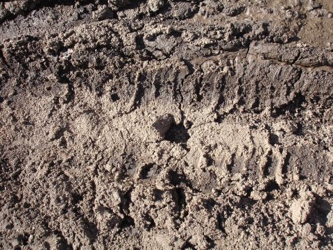 1984 Ford Bronco - Close-up of tire tracks imprinted in wet, sandy soil.