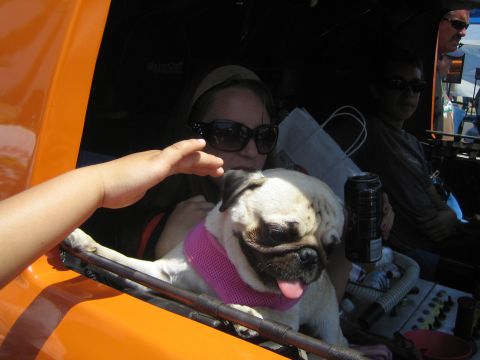 1990 Ford Bronco - pug wearing a pink harness sits with a woman in sunglasses inside an orange race vehicle as a child reaches toward it.