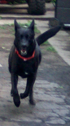 1978 Ford Bronco - A black dog wearing a red collar runs on a paved surface, with a large tire visible in the background.