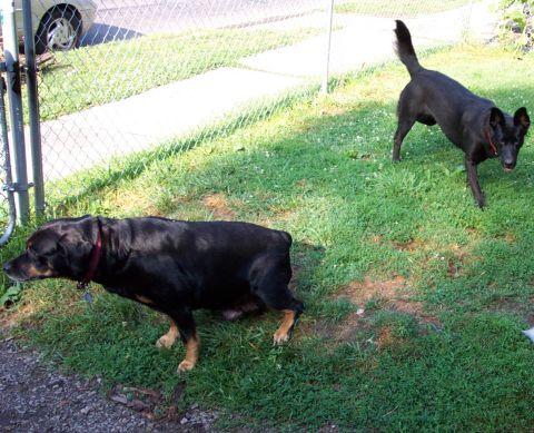 1978 Ford Bronco - A Rottweiler and a black dog are playing in a backyard on a sunny day.