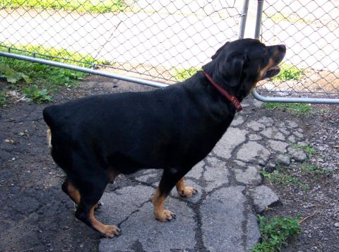 1978 Ford Bronco - A rottweiler stands alertly near a chain-link fence, its attention focused off-camera.