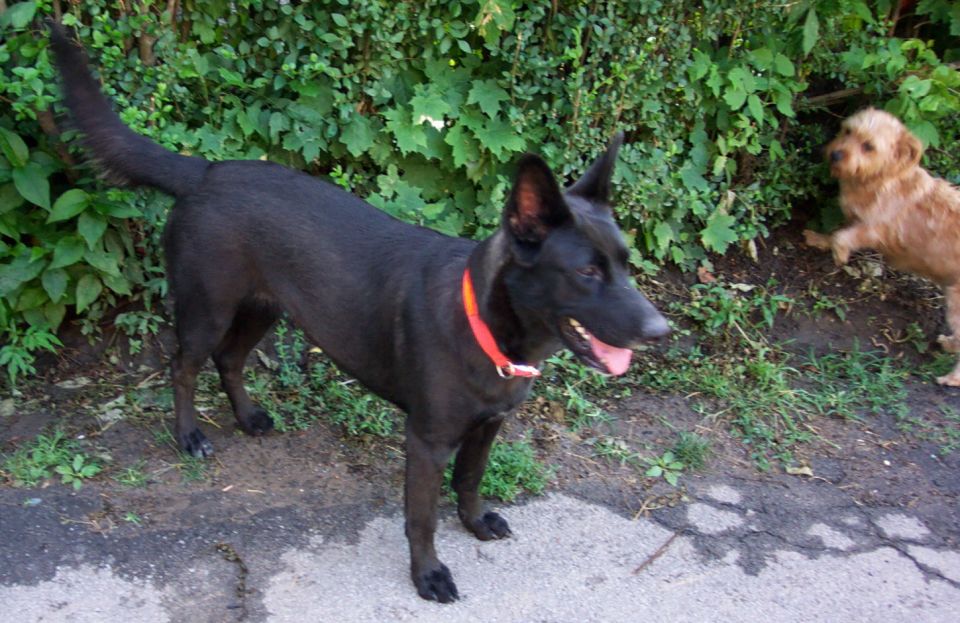 Black dog with orange collar and tan dog in front of green foliage