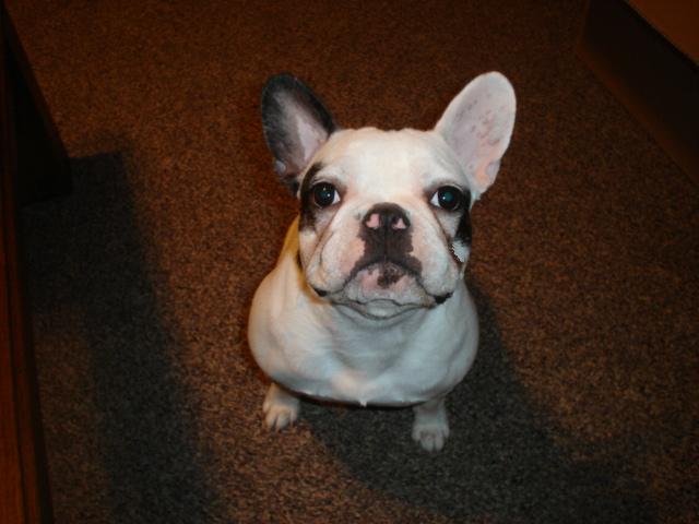 French Bulldog sitting on a carpeted floor