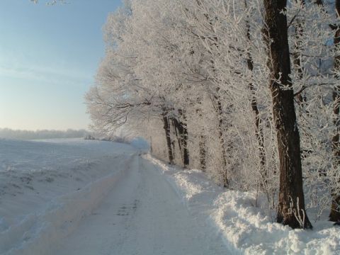 1995 Mercury Grand Marquis - A picturesque winter scene unfolds on a snow-covered road, bordered by trees adorned with frost.