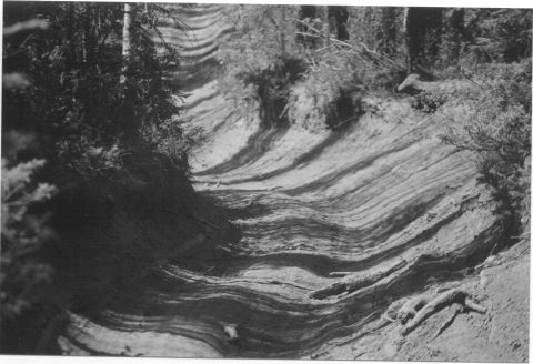 1988 Ford Bronco - A off-road trail winds through a wooded area, showing deep tire tracks in the dirt.