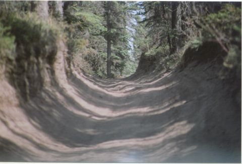 1988 Ford Bronco - A dirt road passes through a dense forest, with sunlight filtering through the trees.