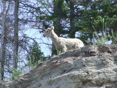 1988 Ford Bronco - A bighorn sheep stands on a rocky outcrop in a wooded area.