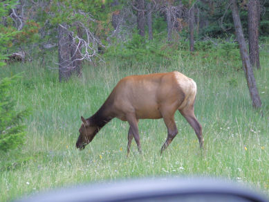 1988 Ford Bronco - An elk grazes in a meadow surrounded by trees, with a watermark visible at the bottom.