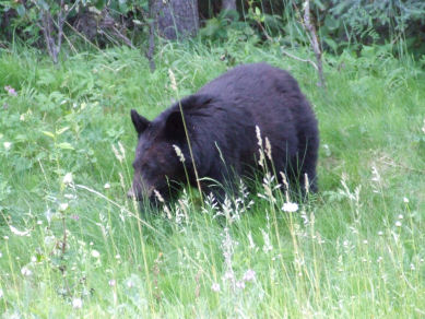 1988 Ford Bronco - A black bear is seen foraging in a grassy field with trees in the background.