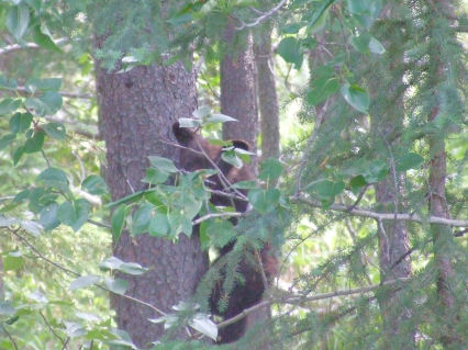 1988 Ford Bronco - A bear is seen climbing a tree in a wooded area, partially obscured by foliage.