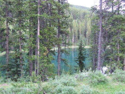 1988 Ford Bronco - A tranquil lake scene is framed by dense pine trees, with a website watermark visible.