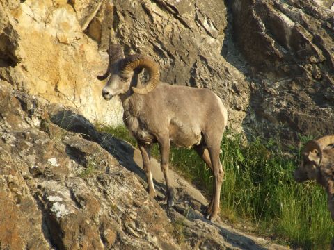1988 Ford Bronco - Bighorn sheep are seen on a rocky hillside in Jasper National Park.