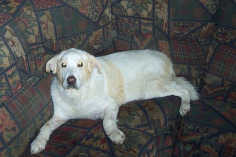 1994 Ford F-150 - A dog rests on a couch with a colorful, patterned upholstery.