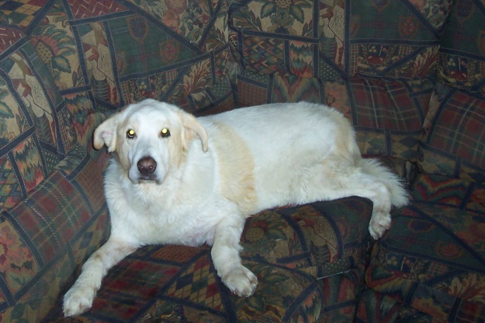 White and tan dog lying on a patterned couch