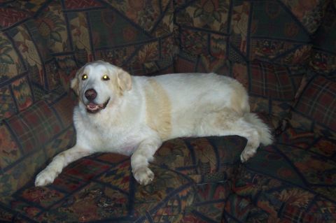 1994 Ford F-150 - A dog rests on a couch with a distinctive patterned upholstery. The Supermotors logo is visible in the lower right corner.