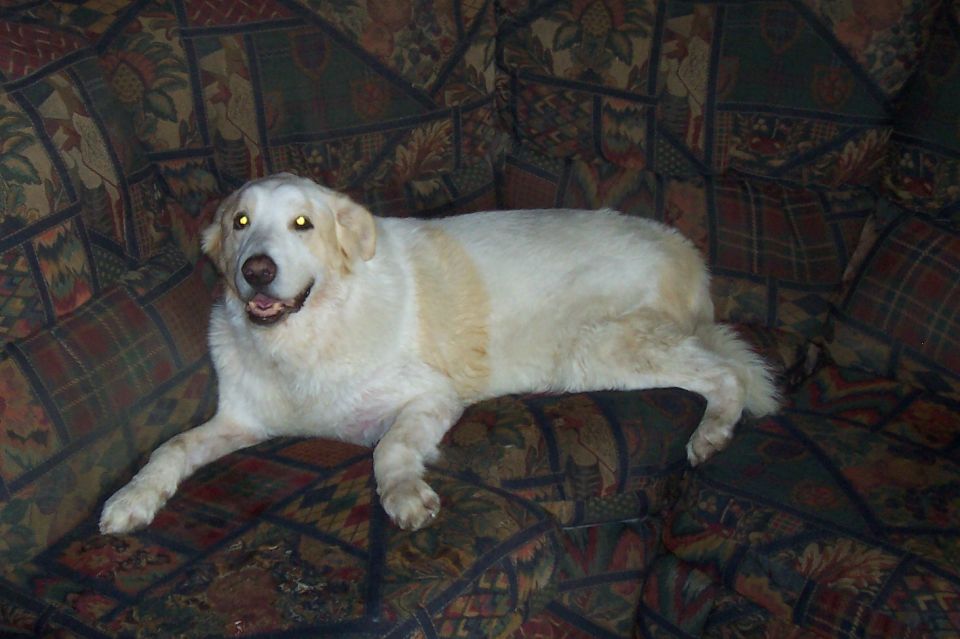 Dog on a patterned couch with yellow eyes. Supermotors logo in corner