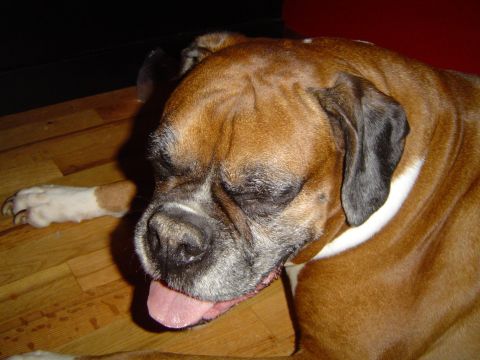 1989 Ford Bronco - A brown boxer dog rests on a wooden floor, its tongue hanging out.