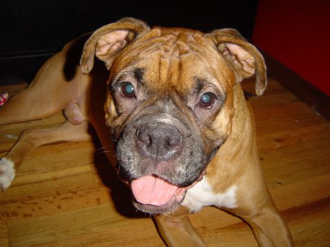 1989 Ford Bronco - A boxer dog rests on a hardwood floor, looking towards the camera with its tongue hanging out.