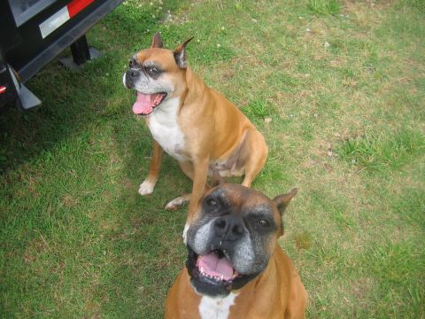 1992 Ford Mustang - Two boxer dogs are sitting on a grassy area next to a trailer.