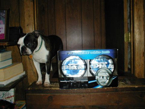 1998 Ford Taurus - A Boston Terrier dog stands beside a box of PIAA driving lights on a wooden surface.