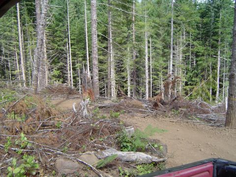 1989 Ford Bronco - Clearcutting by the powerline trail...looks totally different now