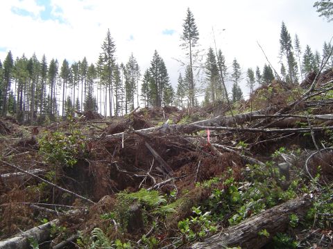 1989 Ford Bronco - A logged area shows a hillside covered in fallen trees and debris, with new green growth emerging.